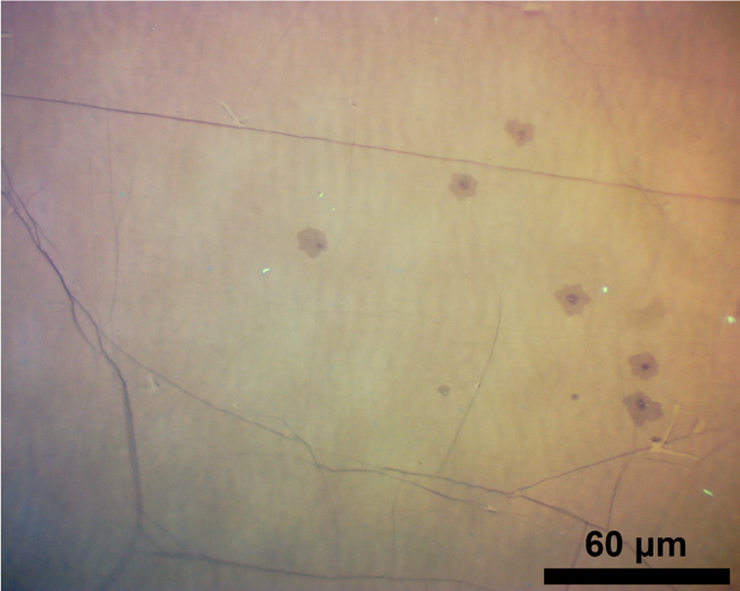 Optical Image of ACS Material Graphene Factory