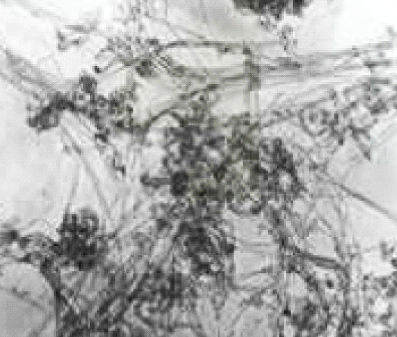 TEM Image of ACS Material Industrial SWNTs (Length = 1-3 μm)