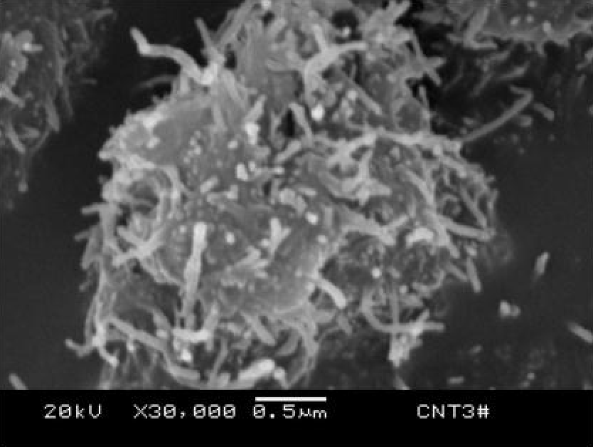 SEM Purified MWNTs (OD: 8-15nm)