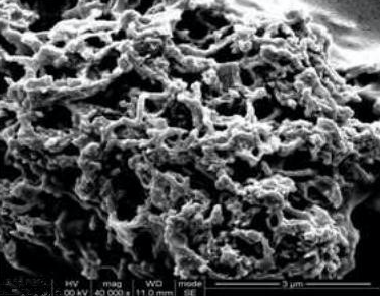 SEM Image of ACS Material Ni-Coated MWNTs 